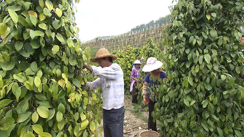 現代化邊境小康村胡椒產業。