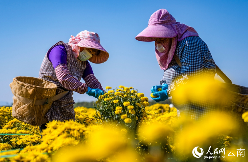 村民正在采收菊花。徐帆摄