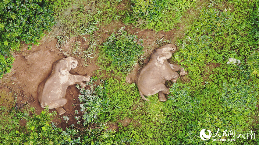 两头亚洲象正在竹山村一处的林子里休息。王思崎摄