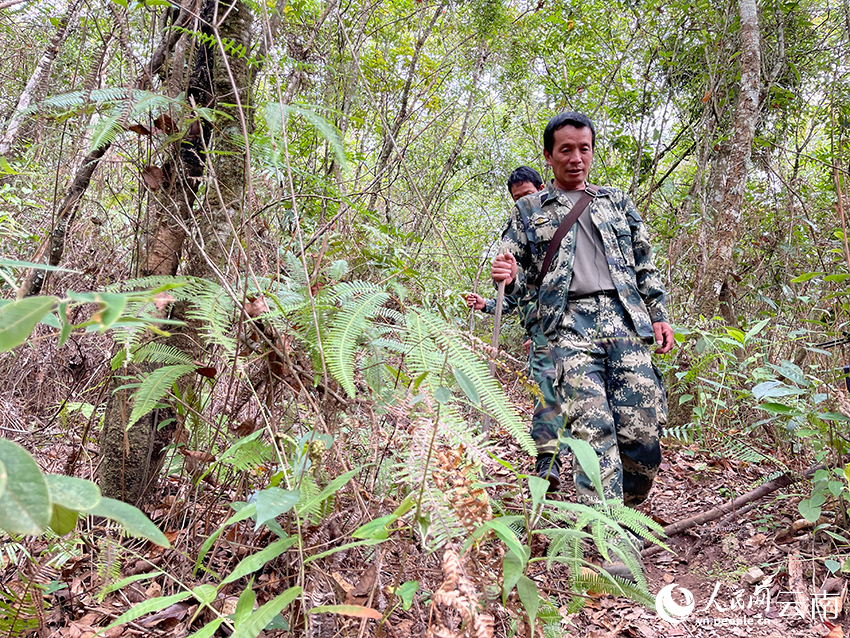 监测员付春和其他监测员正在林子里寻找亚洲象踪迹。人民网记者-程浩摄