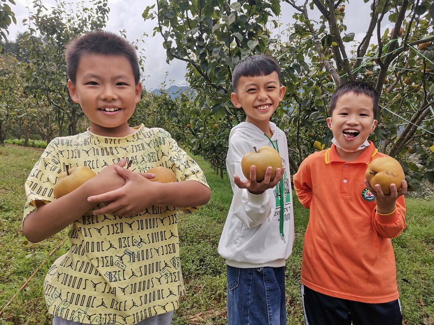 小孩子體驗黃梨採摘。景東縣融媒體中心供圖