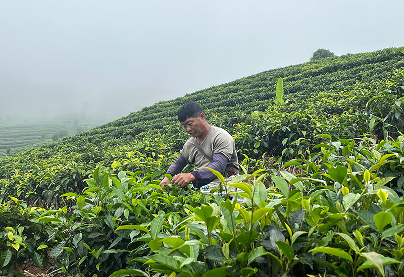 移民杨开荣采摘茶叶。