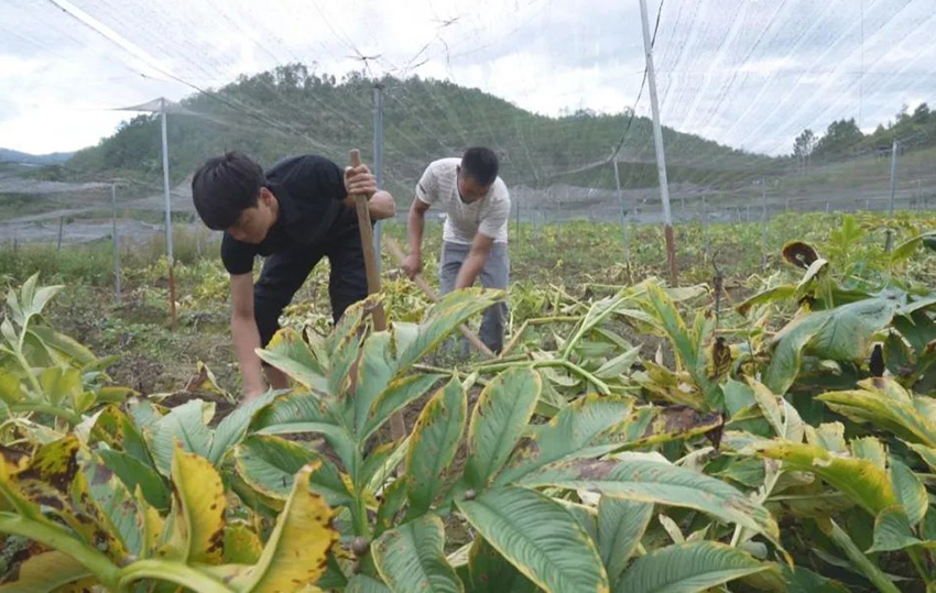 村民在地裡勞作。瀾滄縣融媒體中心供圖