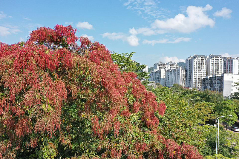 千果欖仁綻放出鮮紅艷麗花朵。