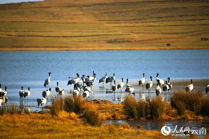 1200余只黑颈鹤飞抵大山包湿地。吴太平摄