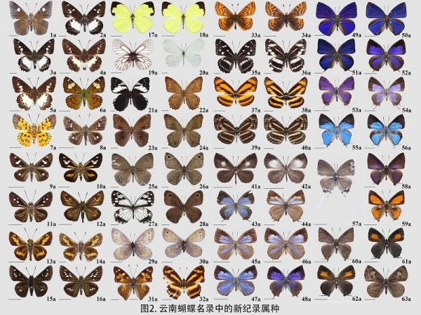 图片2 云南蝴蝶名录中的新纪录属种。（中国科学院昆明动物研究所供图）