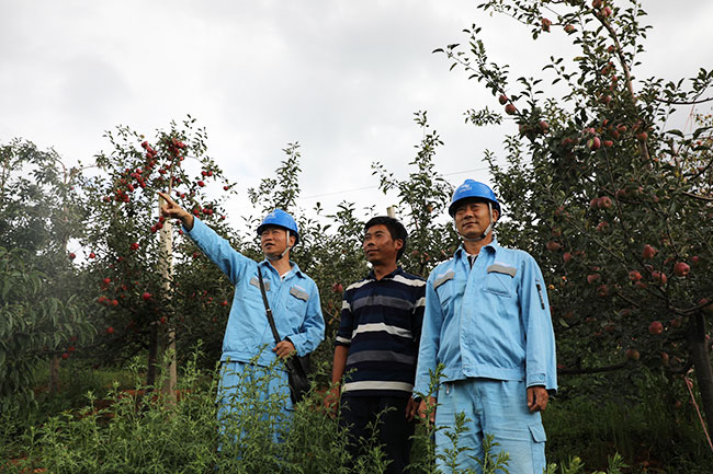 电力工人深入苹果种植园，了解用电需求。