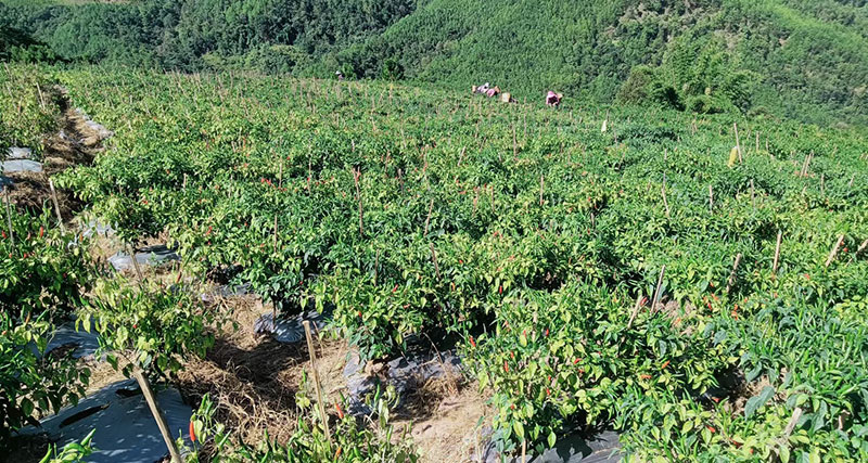 左小榮辣椒基地。