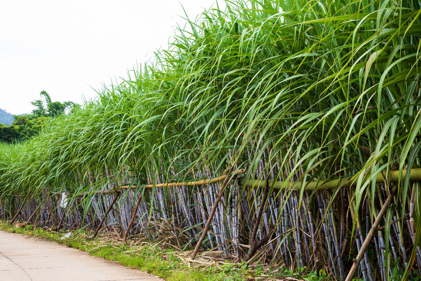 云蔗0551品种种植现场。云南省农业科学院甘蔗研究所供图