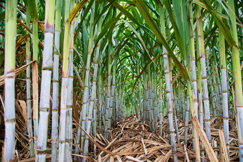 云蔗081609品种种植现场。云南省农业科学院甘蔗研究所供图