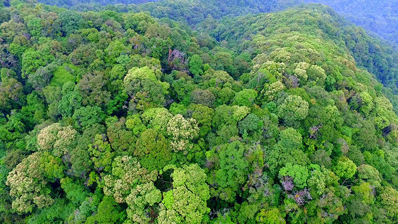 雲南瀾滄國家森林公園大岔河片區森林植被茂密。瀾滄縣林草局供圖