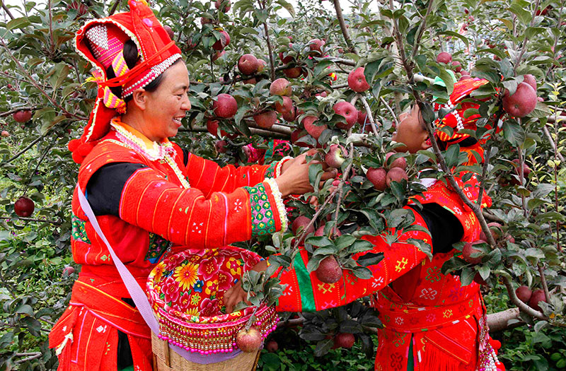 正在采摘苹果的西北勒彝族妇女。邹锋摄