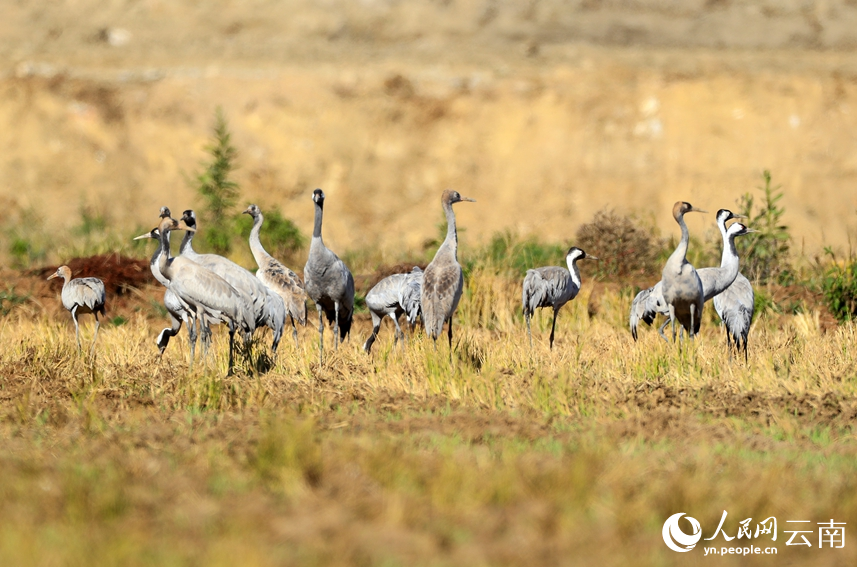 田间地头觅食的灰鹤群。毛三摄