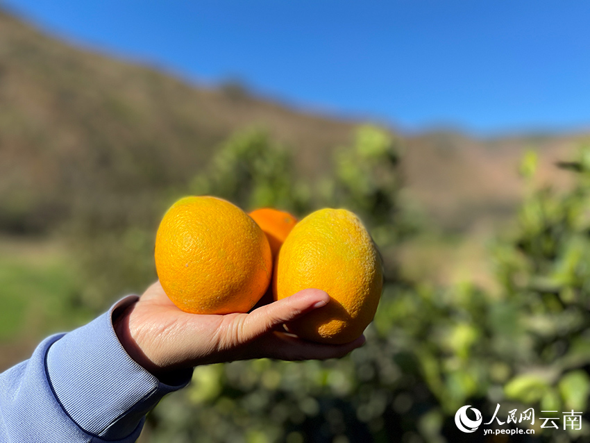 金燦燦的臍橙。人民網記者 程浩攝