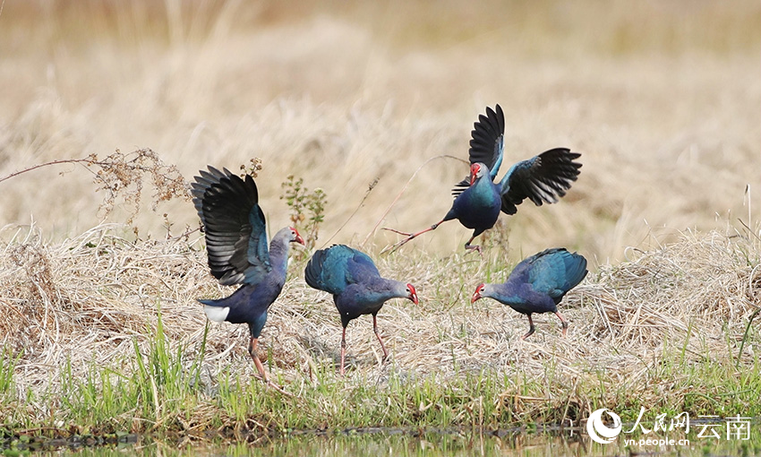 在草排上嬉戏的紫水鸡，国家二级保护动物。朱元摄