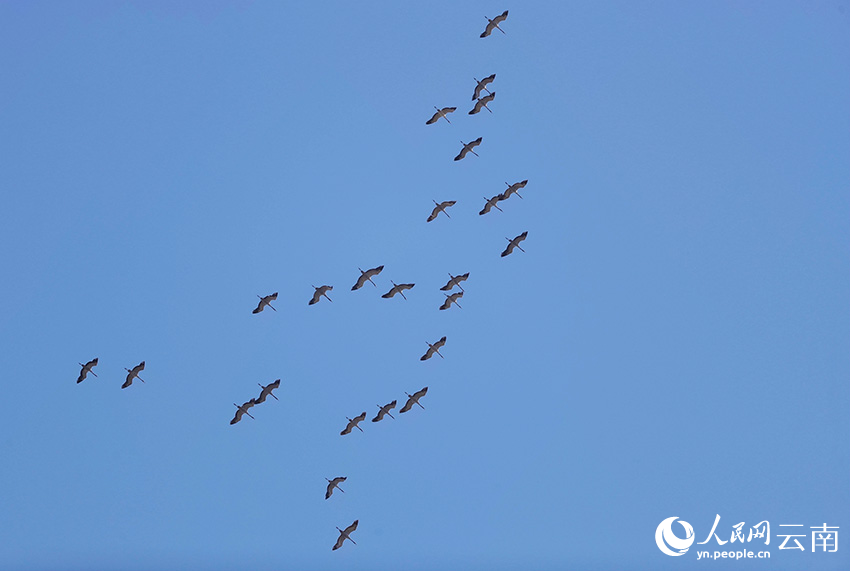 国家二级保护动物灰鹤结队飞翔在蓝天中。朱元摄