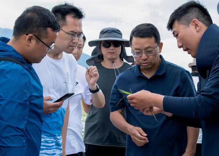 张福锁院士（右二）带领团队在洱海边的农田里开展研究。中国农业大学科技小院供图