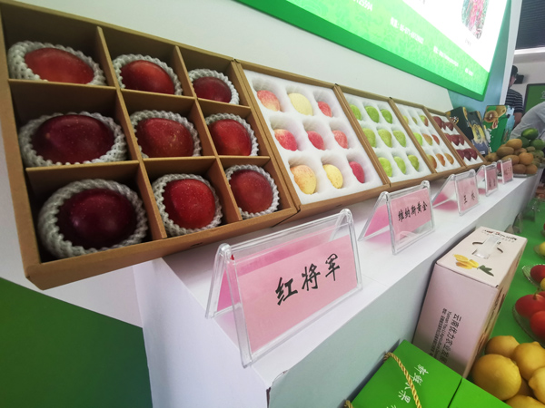 科技助力下产出的云果品种。云南省农业科学院供图