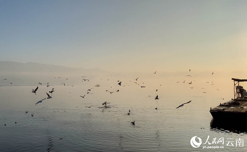 伴隨著朝陽初升，成群海鷗聚集水面翱翔覓食。楊燦攝