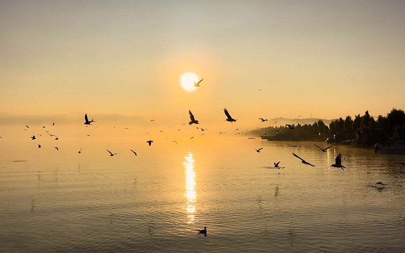 云南异龙湖上晨雾漫漫  朝阳与海鸥相伴