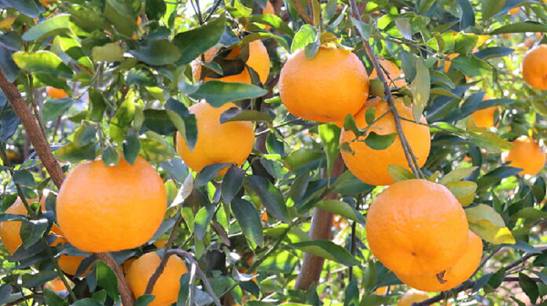 云南镇沅3万余亩柑橘类水果陆续进入采摘期。镇沅县融媒体中心供图 (1)