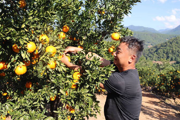 云南镇沅3万余亩柑橘类水果陆续进入采摘期。镇沅县融媒体中心供图