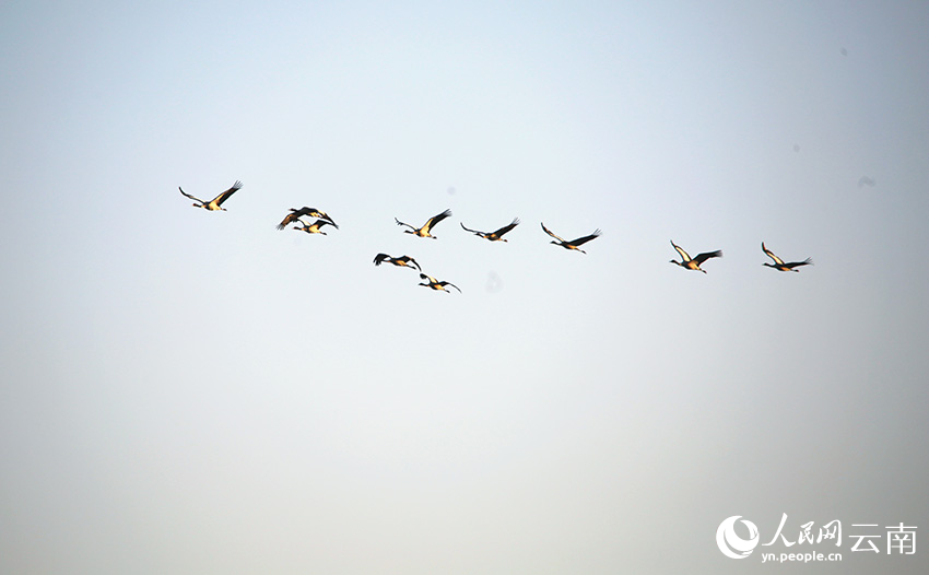 入冬以來，大批黑頸鶴飛抵大山包濕地棲息越冬。吳太平攝