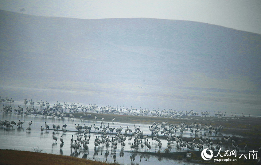 大山包湿地2260只越冬黑颈鹤数量创历史新高。吴太平摄
