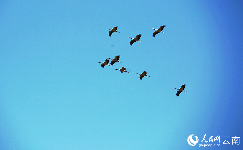入冬以来，大批黑颈鹤飞抵大山包湿地栖息越冬。吴太平摄