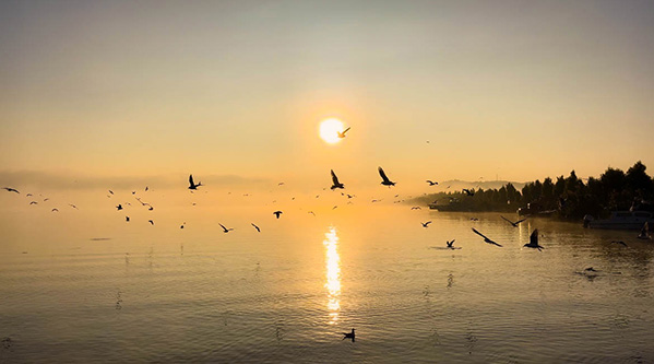 云南异龙湖上晨雾漫漫 朝阳与海鸥相伴