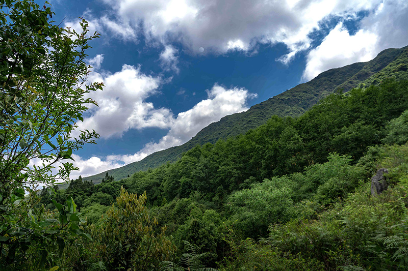 樹木繁茂的山野。佴斌攝