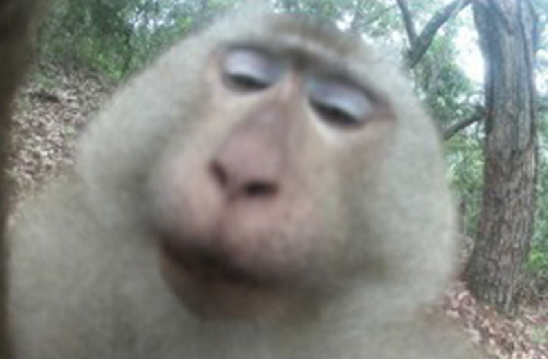 北豚尾猴。景谷县融媒体中心供图