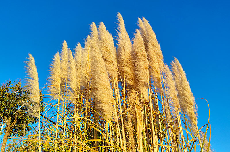 抚仙湖畔的芦苇花。耿梓榕摄