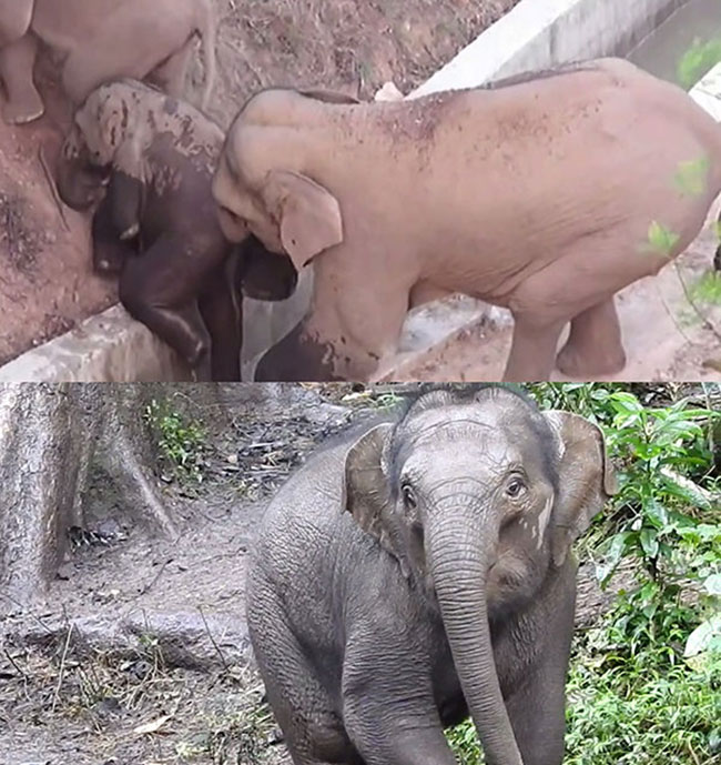 在旅途中出生的那只小象的前后对比。视频截图
