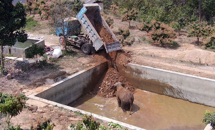 【图8】野生亚洲象误入水池，人们填土救护。（视频截图）