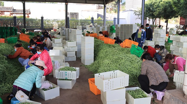 當地一企業內，務工人員正在忙著分揀蔬菜。李桂霞攝