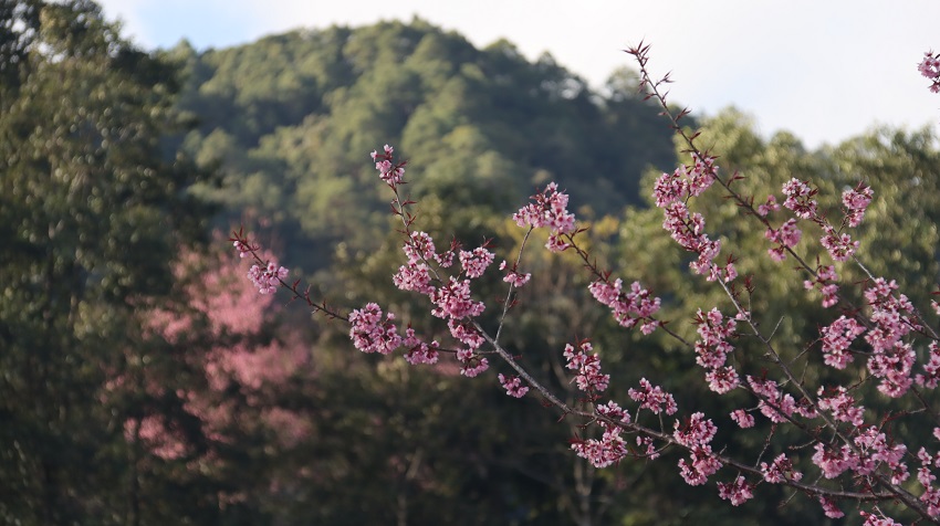 茶山櫻花開。鎮沅縣融媒體中心供圖