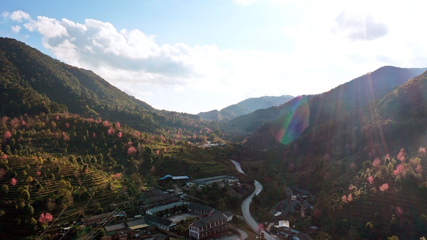 茶山櫻花開。鎮沅縣融媒體中心供圖