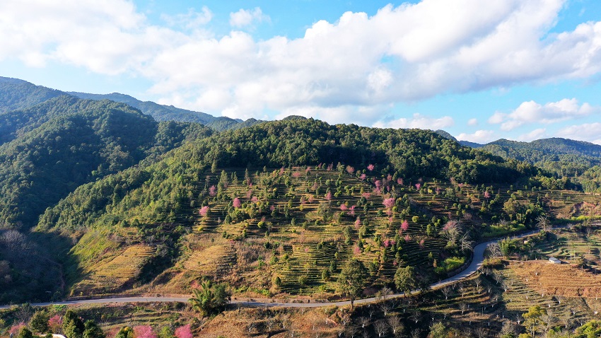 茶山櫻花開。鎮沅縣融媒體中心供圖