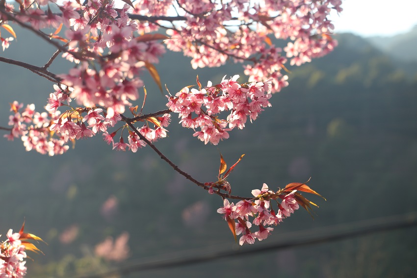茶山櫻花開。鎮沅縣融媒體中心供圖