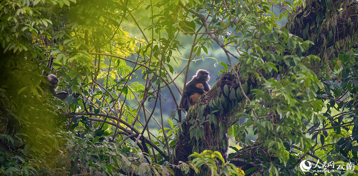 菲氏叶猴猴群生活影像。朱边勇摄