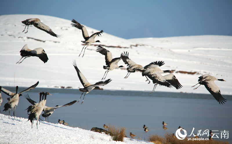 云南大山包迎初雪，黑颈鹤起舞绘就水墨画。吴太平摄