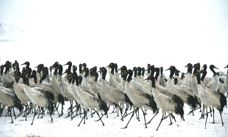 云南大山包迎初雪，黑颈鹤起舞绘就水墨画。吴太平摄