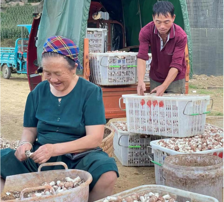 获得建行资金支持后的菇农喜获丰收，脸上露出开心的微笑。供图