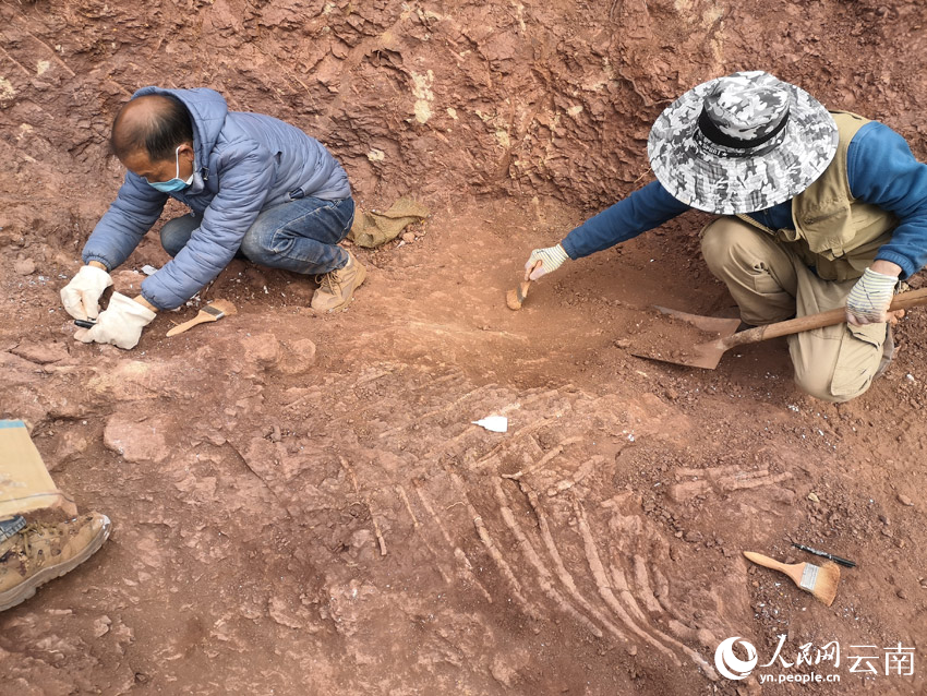 工作人员在对新发掘的恐龙化石进行抢救性保护。孙莹莹摄 
