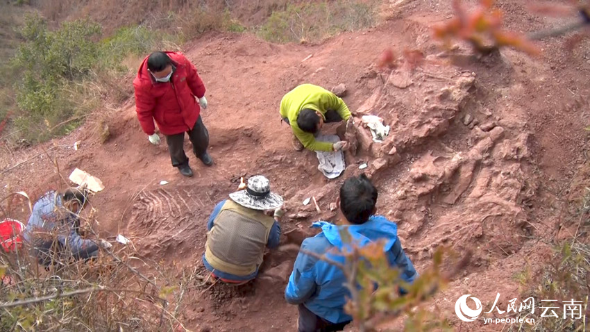 工作人员在对新发掘的恐龙化石进行抢救性保护。孙莹莹摄