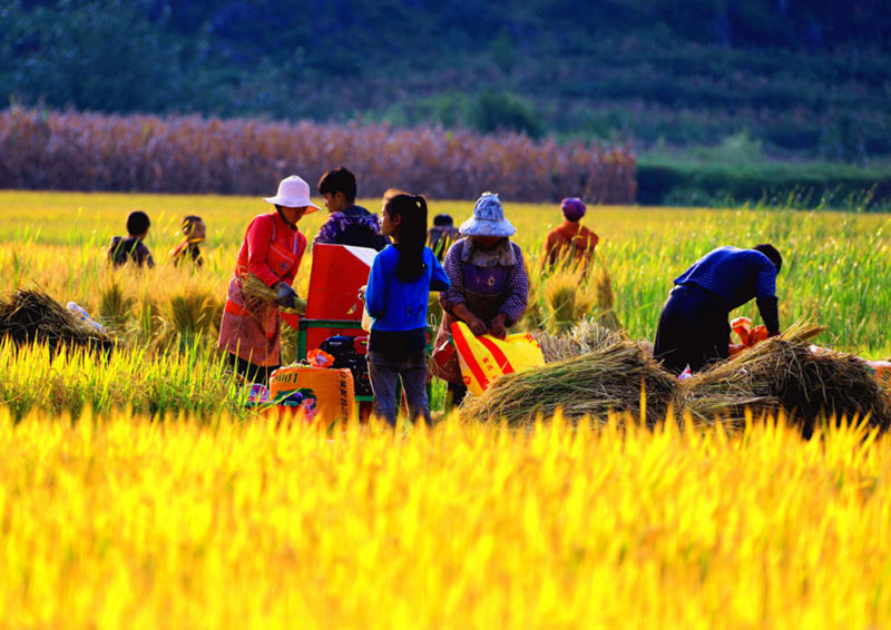 农户打收稻谷。