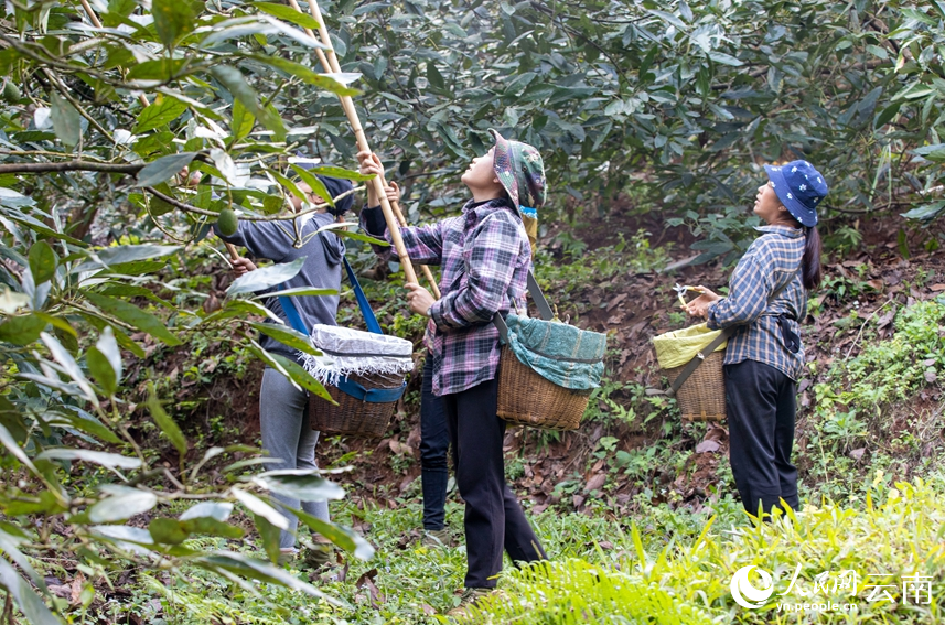 村民正在采摘牛油果。人民网 虎遵会摄