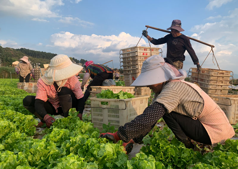 曲靖市陆良县菜农收菜场景。