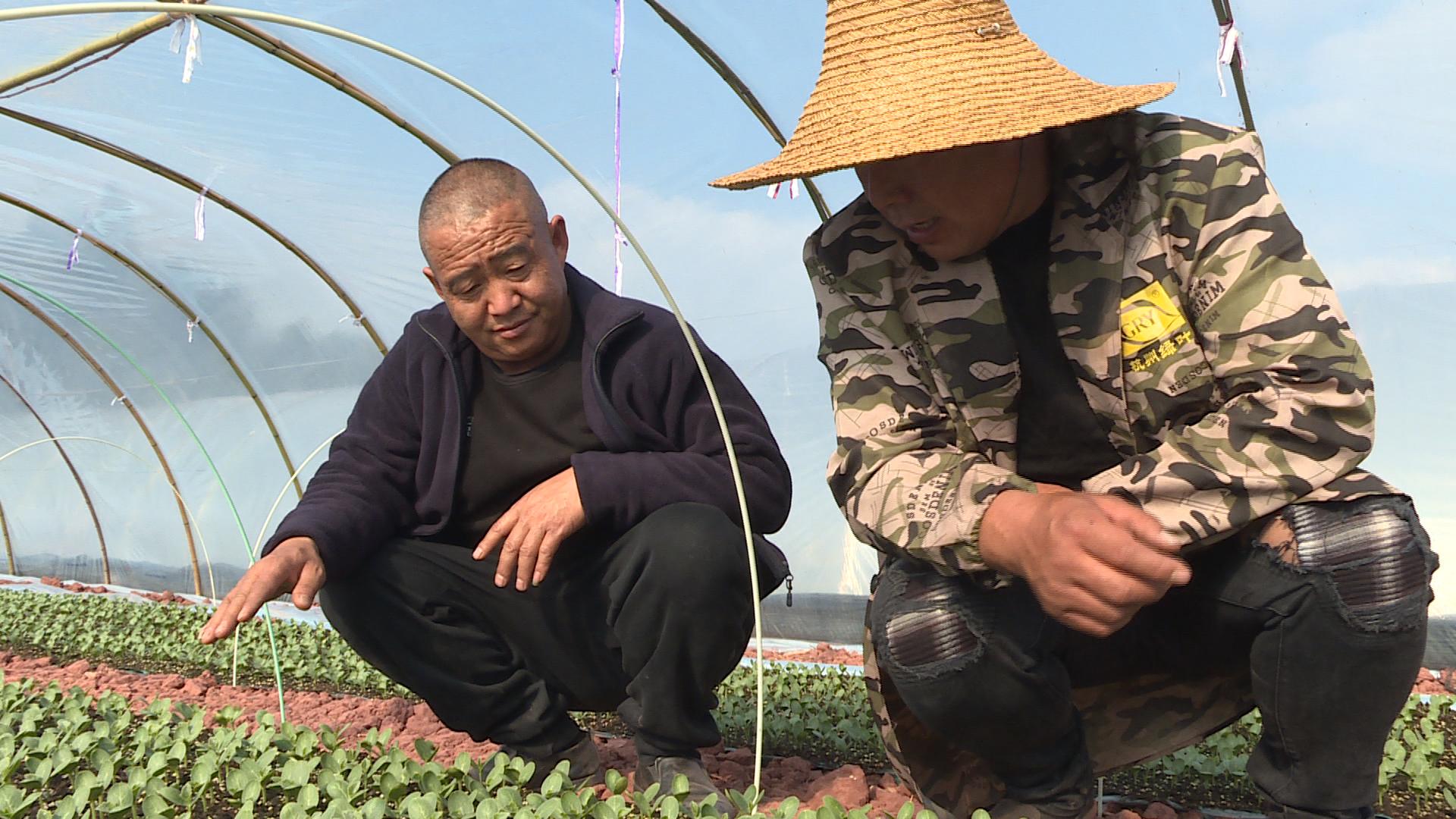 弥渡某农业有限公司负责人赵秉达（左一）在观察西瓜苗长势。杨宋摄
